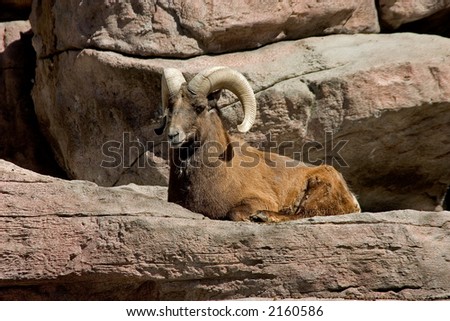 a nice bighorn sheep ram