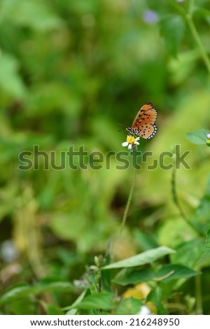 a colorful butterfly perch on flower in the garden. Blur effect of depth of field.
