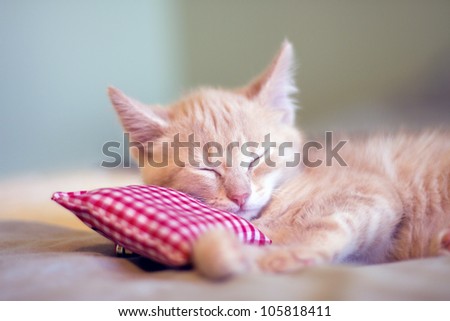 [Obrazek: stock-photo-sleepy-little-kitty-105818411.jpg]