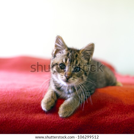 [Obrazek: stock-photo-kitten-106299512.jpg]