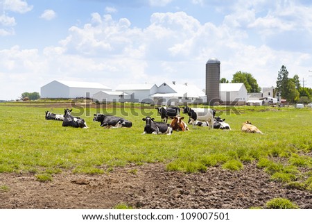 [Obrazek: stock-photo-cows-109007501.jpg]