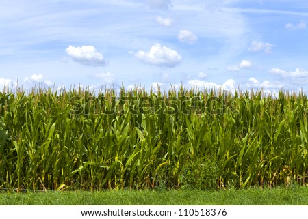 [Obrazek: stock-photo-corn-field-110518376.jpg]