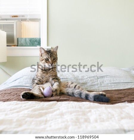 Small Cat in the bed