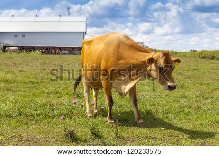 Brown Cow on american farm