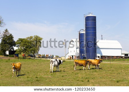 Brown Cow on american farm
