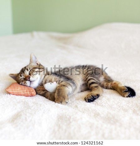 Small Kitty With Red Pillow And Mouse