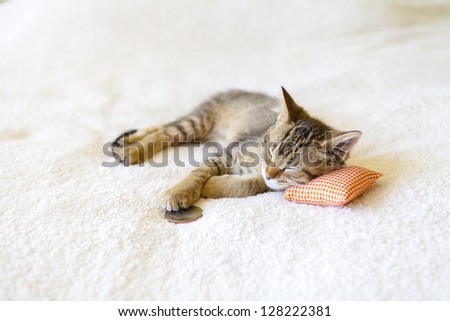 Small Kitty With Red Pillow and Quarter