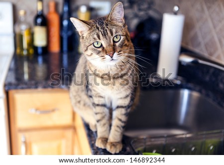 Young Cat In The Kitchen