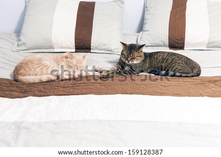 Cat Friends in Bedroom
