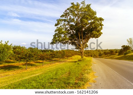 Countryside Road With Cherry Orchard And Old Big Tree