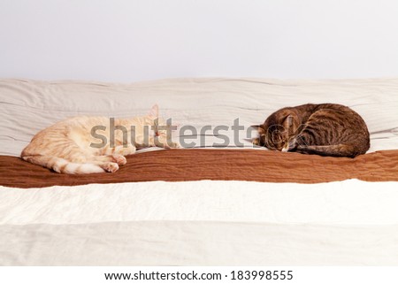 Cat Friends in Bedroom