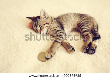 Small Kitty With Red Pillow