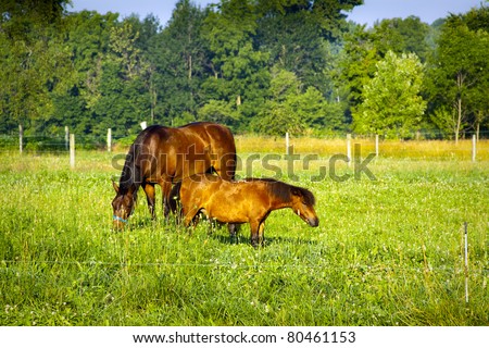 Small Horse on american farm