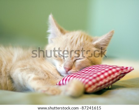 [Obrazek: stock-photo-sleeping-kitty-with-pillow-87241615.jpg]