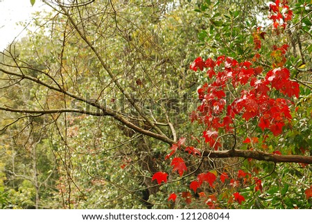 The maple leaf with branch in forest