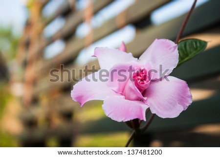 Close up pink rose dipladenia in home garden