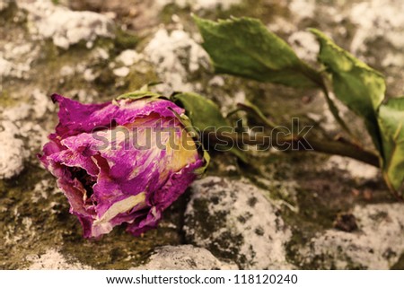 Pink roses, dried petals and dried green leaves on a gray rock.