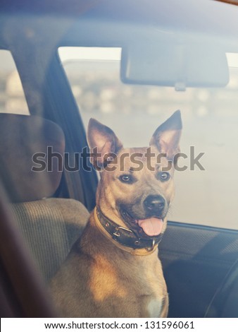 Lonely dog waiting in the car