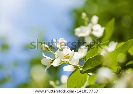 Beautiful fresh jasmine flowers in the garden, macro photography