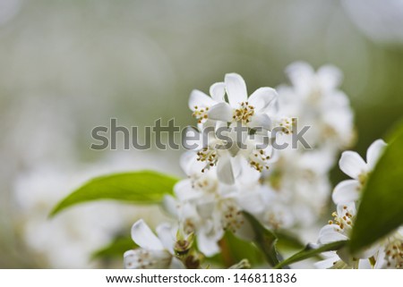 Beautiful fresh jasmine flowers in the garden, macro photography