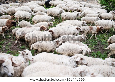 Herd of sheep graze on green mountain meadow