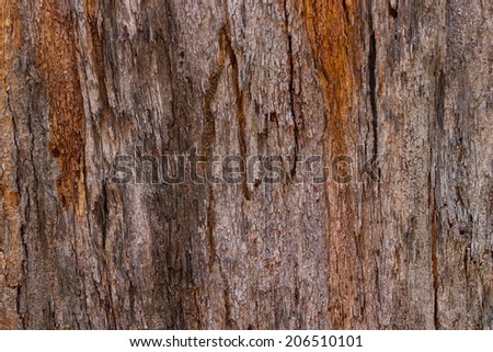 Wood background texture. Tree texture.