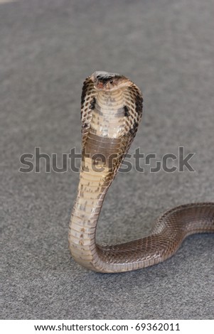indian cobra in attack
