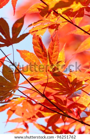 autumn red maple leafs