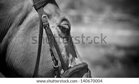 racehorse, monochrome