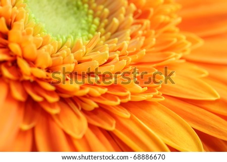 A beautiful orange gerber macro picture