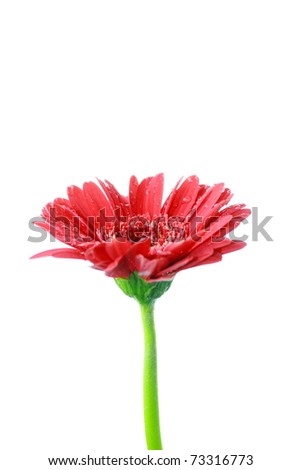 Daisy+flower+white+background