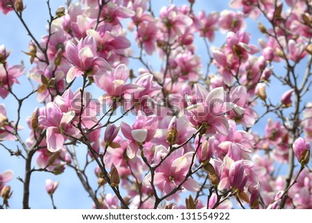 Pink Blossoming Tree During the Springtime