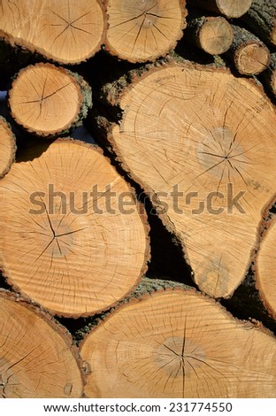 Stacked Pile of Wood Logs Chopped Up from a Tree