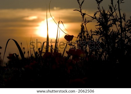 leaf silhouette and sunset