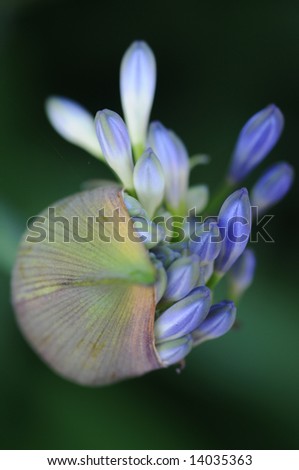 African Lily just beginning to emerge from the \