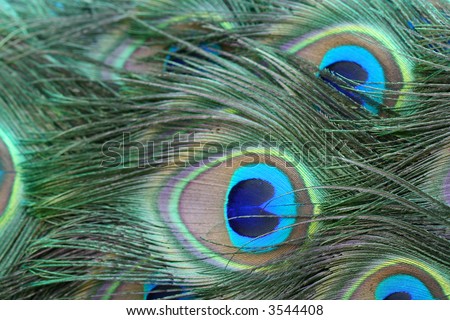 Brightly coloured feathers in the tail of a peacock