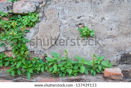 Cracked cement wall with climbing plants