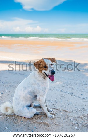 A stray dog is sitting on the beach and looking to the photographer