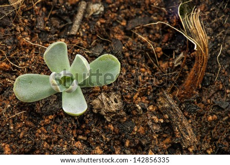 Echeviria - cutting propagation method. The soil are compound of soil, coconut coir and sand