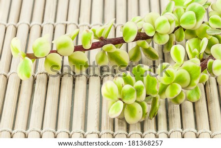 Macro shot of a branch of Portulacaria alfra (Dwarf jade plant) on the bamboo mat.