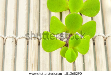 Macro shot of a branch of Portulacaria alfra (Dwarf jade plant) on the bamboo mat.