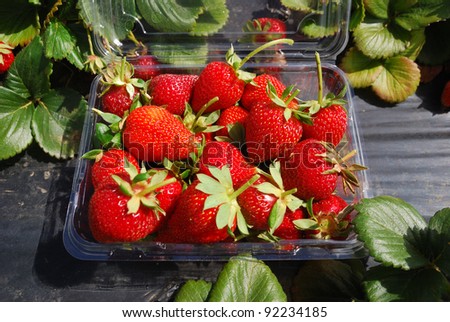 A box of strawberry on the plot