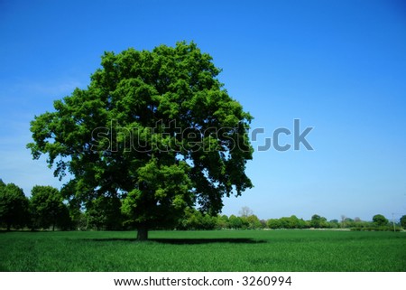 An English oak with a blue sky