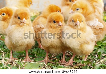 Baby Chickens 商业图片: 89645749 : Shutters