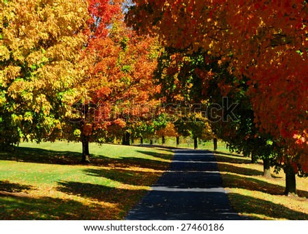 Fall Tree Lane