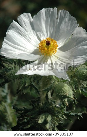 White Desert Flower