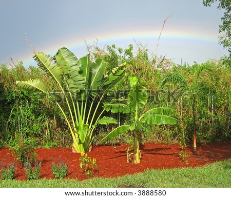 Tropical Garden with Rainbow.
