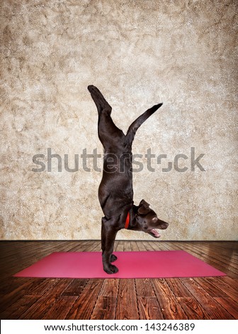 Yoga dog doing handstand pose on red yoga mat in yoga hall