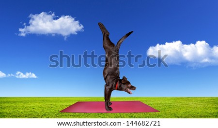 Funny Dog doing yoga on the red yoga mat on green grass at blue cloudy sky