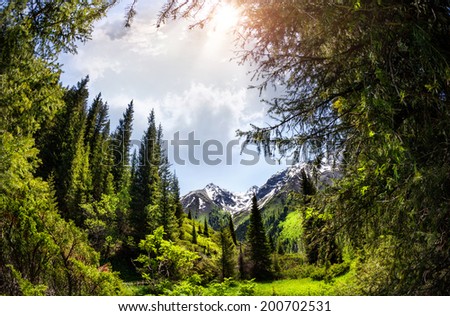 Mountain Fir forest in Dzungarian Alatau, Kazakhstan, Central Asia